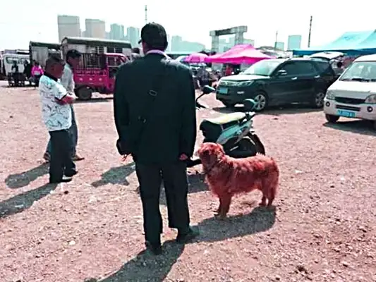 The golden dogs sell 300, no one wants them. The old people are a little stingy, but they despise them