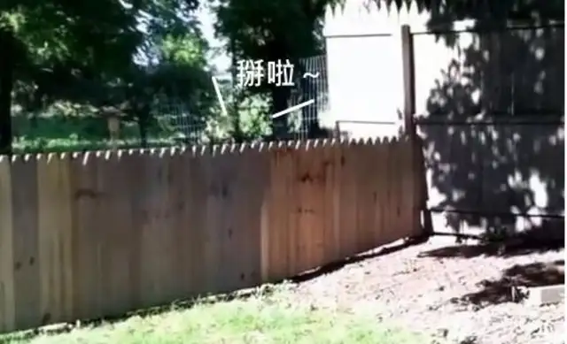 The master show built the fence and the dog hit him in the face