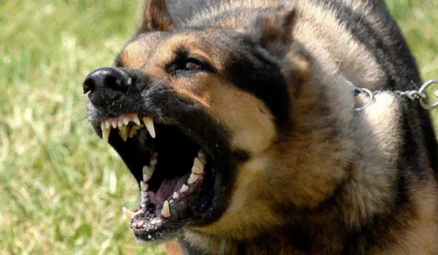 Do these things to the dog. He doesn't bite you