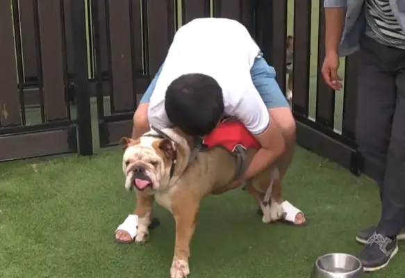 Little parrot spits his stuff for the dog every day, takes it all and loses 24 pounds of weight