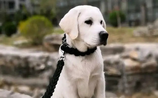 "Released without charge" in Labrador. Can a dog be released without a leash