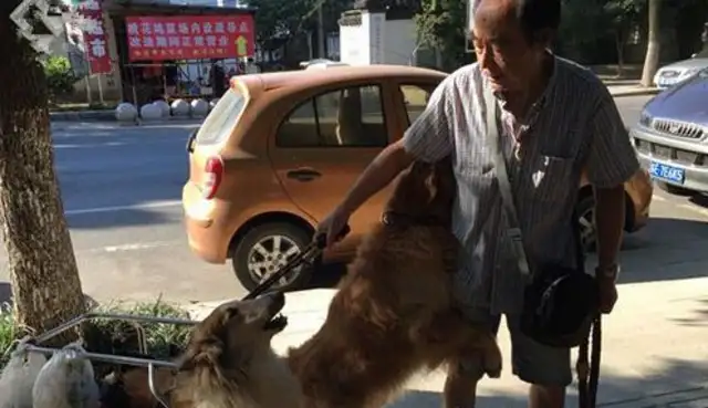 Old people near 80 years of age insist on taking a dog whose legs are paralyzed by a stroke every day