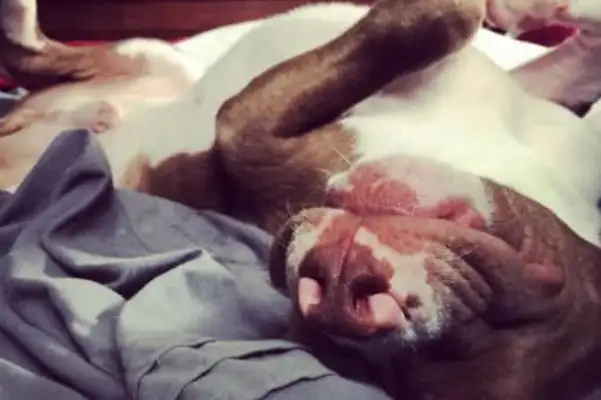 From an ugly hairless puppy to a strong dog, it's the sense of accomplishment of relief