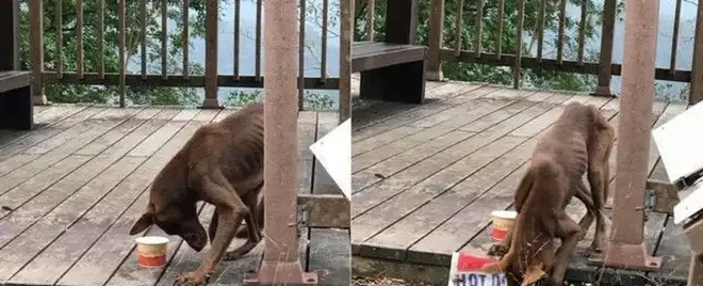 The dog's dead and he's so sad and thin that he's waiting for someone