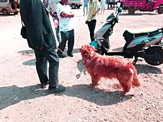 The golden dogs sell 300, no one wants them. The old people are a little stingy, but they despise them
