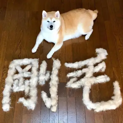 The crazy dog in the house made the Squawker a calligrapher