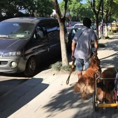 Old people near 80 years of age insist on taking a dog whose legs are paralyzed by a stroke every day