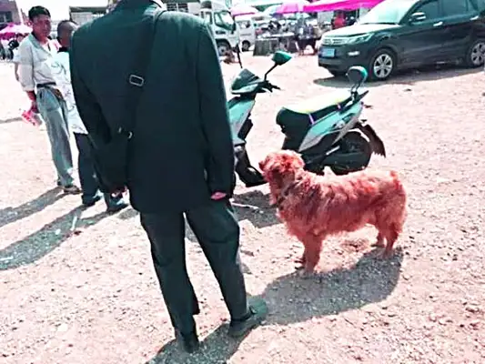 The golden dogs sell 300, no one wants them. The old people are a little stingy, but they despise them