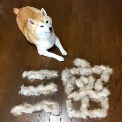 The crazy dog in the house made the Squawker a calligrapher