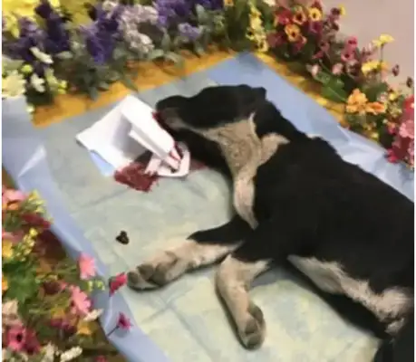 The dog's eyes are not closed