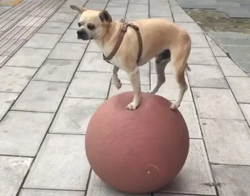 The dog is even on the pictorial ball, and the others are stronger