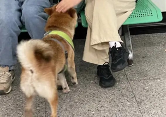 The dog broke into the subway and the staff found him and took him away like a star