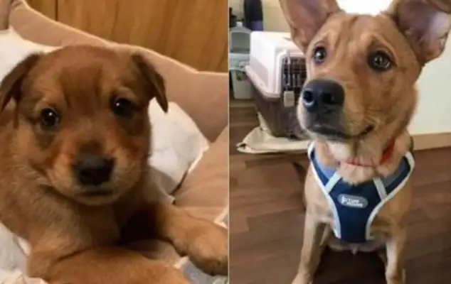 The dog knows he's going to be adopted, but he's always angry