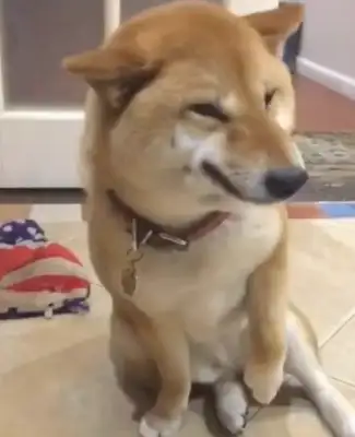 It's the owner's fault that the dog made a mistake