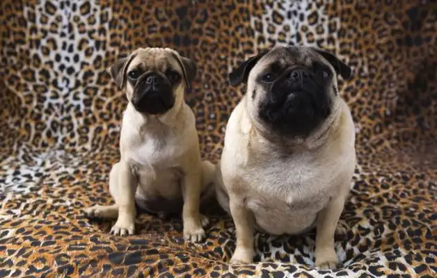 Little parrot spits his stuff for the dog every day, takes it all and loses 24 pounds of weight