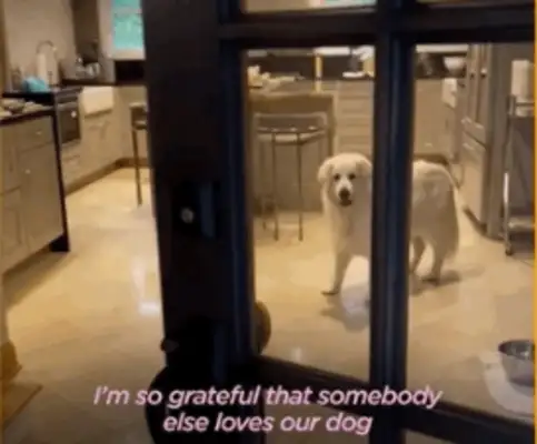 Increased number of hospital emergency dog injuries