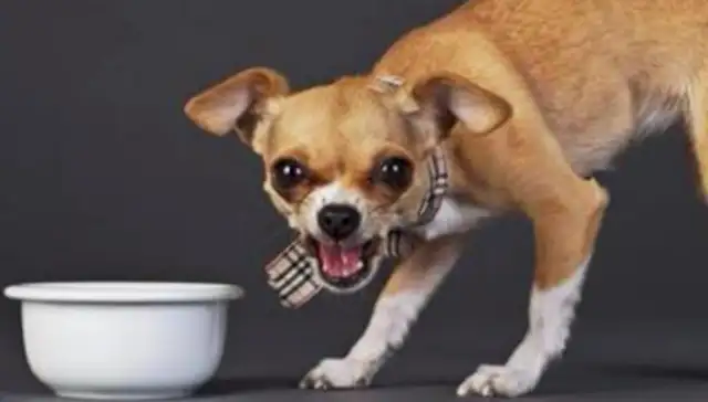 Do these things to the dog. He doesn't bite you