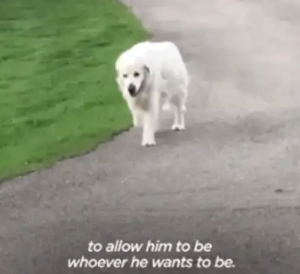 14-year-old dog running around. Neighbor: I don't have a dog, but I have a dog