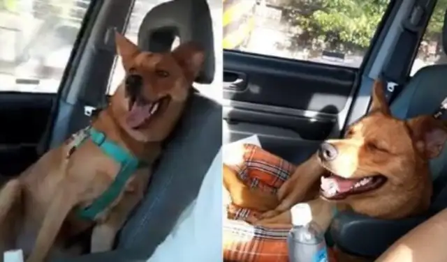 The dog knows he's going to be adopted, but he's always angry