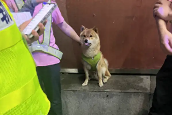 The dog broke into the subway and the staff found him and took him away like a star