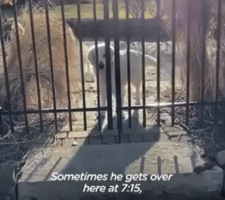 14-year-old dog running around. Neighbor: I don't have a dog, but I have a dog
