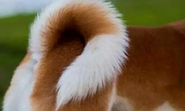 Do these things to the dog. He doesn't bite you