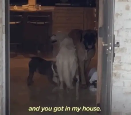 14-year-old dog running around. Neighbor: I don't have a dog, but I have a dog