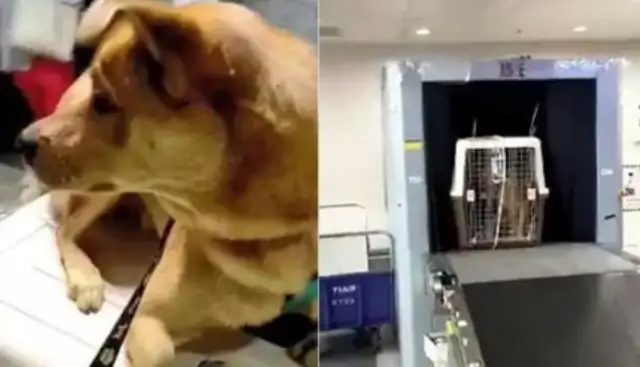 The dog knows he's going to be adopted, but he's always angry
