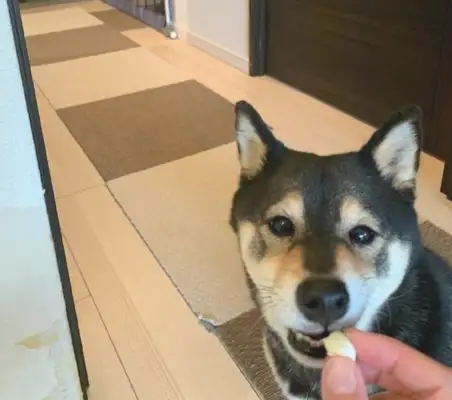 The master fed Blackwood, and yellowwood watched in the back: I was your worst dog
