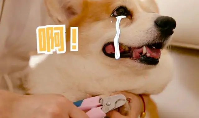 Do these things to the dog. He doesn't bite you