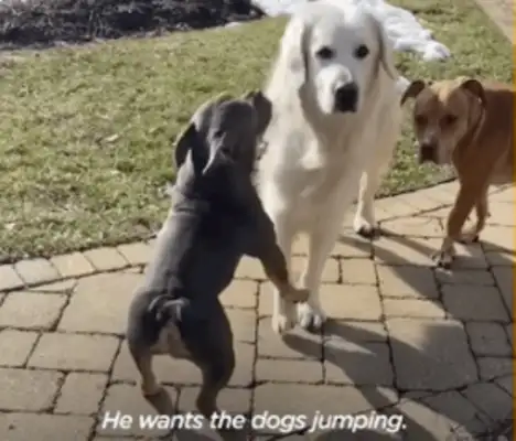 14-year-old dog running around. Neighbor: I don't have a dog, but I have a dog