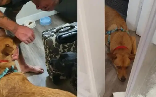 The dog knows he's going to be adopted, but he's always angry