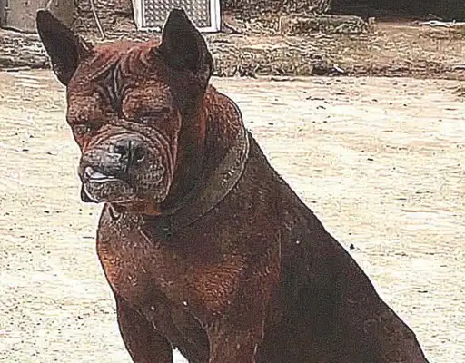 A giant dog fights with a turd, thinks it's calm, and his face is broken