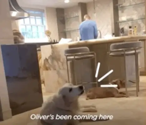 14-year-old dog running around. Neighbor: I don't have a dog, but I have a dog