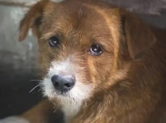 A stray dog walks into a store by the road