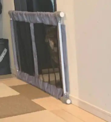 The master fed Blackwood, and yellowwood watched in the back: I was your worst dog