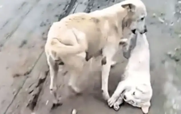 The dog was hit in a car accident and the stray mother took it away, but there's no home