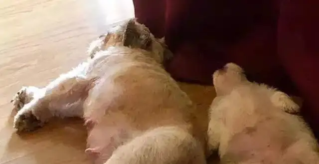 Remember the dog who liked