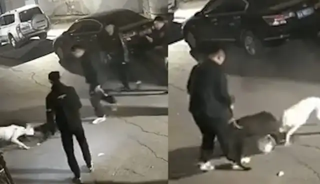 The stray cat was bitten by a strong dog. The Changchun police report: Three dogs are punished