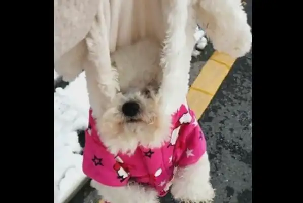 Dogs and masters go to the snowman, lose, and they don't want to go home