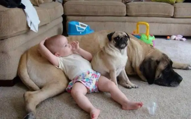 Hire an aunt to take care of the child, and the dog screams, and his parents leave a tape to recover
