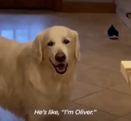 14-year-old dog running around. Neighbor: I don't have a dog, but I have a dog