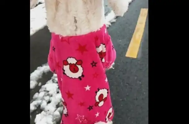 Dogs and masters go to the snowman, lose, and they don't want to go home