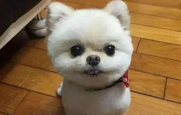 At the mall, a little Bommy stood still on the ground, and found the owner of the dog without a word