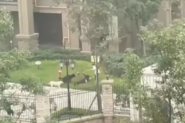 Zong media commented that the girl had been bitten: the owner of the Lovina dog must be brought to justice