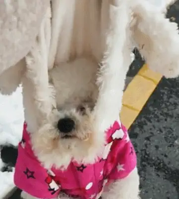Dogs and masters go to the snowman, lose, and they don't want to go home