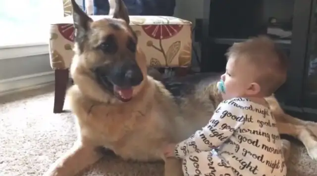 Hire an aunt to take care of the child, and the dog screams, and his parents leave a tape to recover