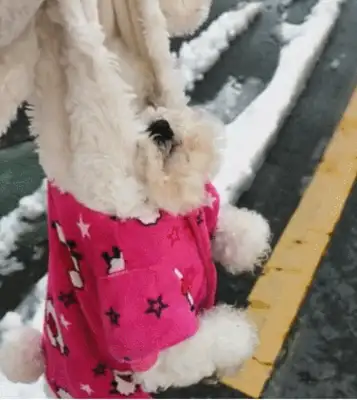 Dogs and masters go to the snowman, lose, and they don't want to go home