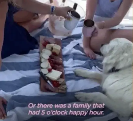 14-year-old dog running around. Neighbor: I don't have a dog, but I have a dog