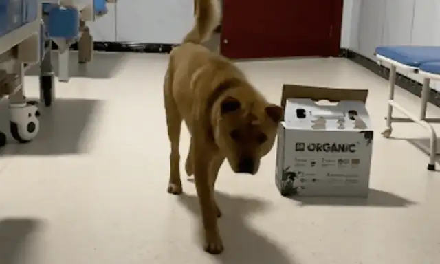 The dog came to see him when he was sick! The only one who doesn't have anything but really does